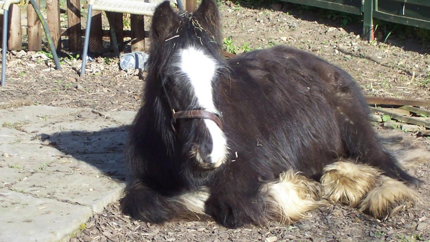 Jack in a Box traditional cob