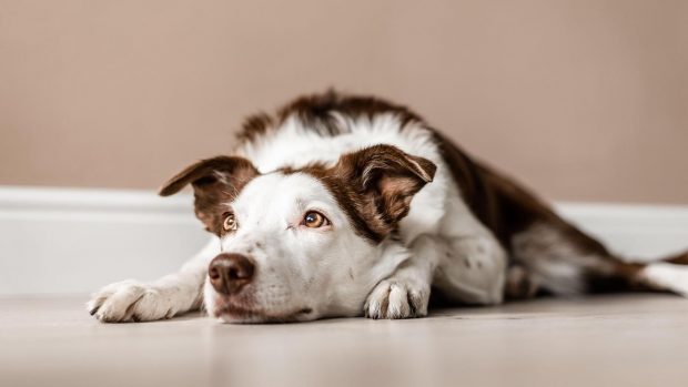 Brown and white border collie lies down calmly