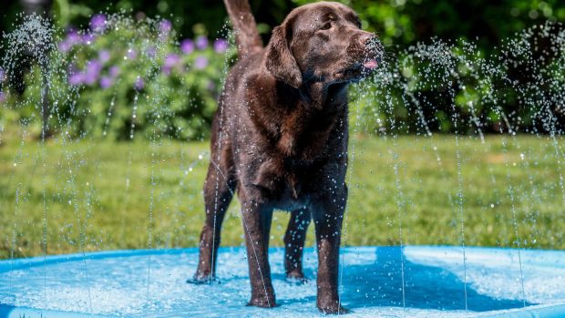 Chocolate labrador dog in paddling pool with sprinkler