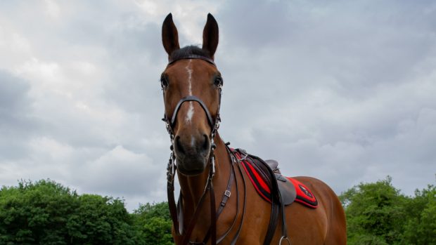 Pictured police horse Lancaster of Lancashire Constabulary