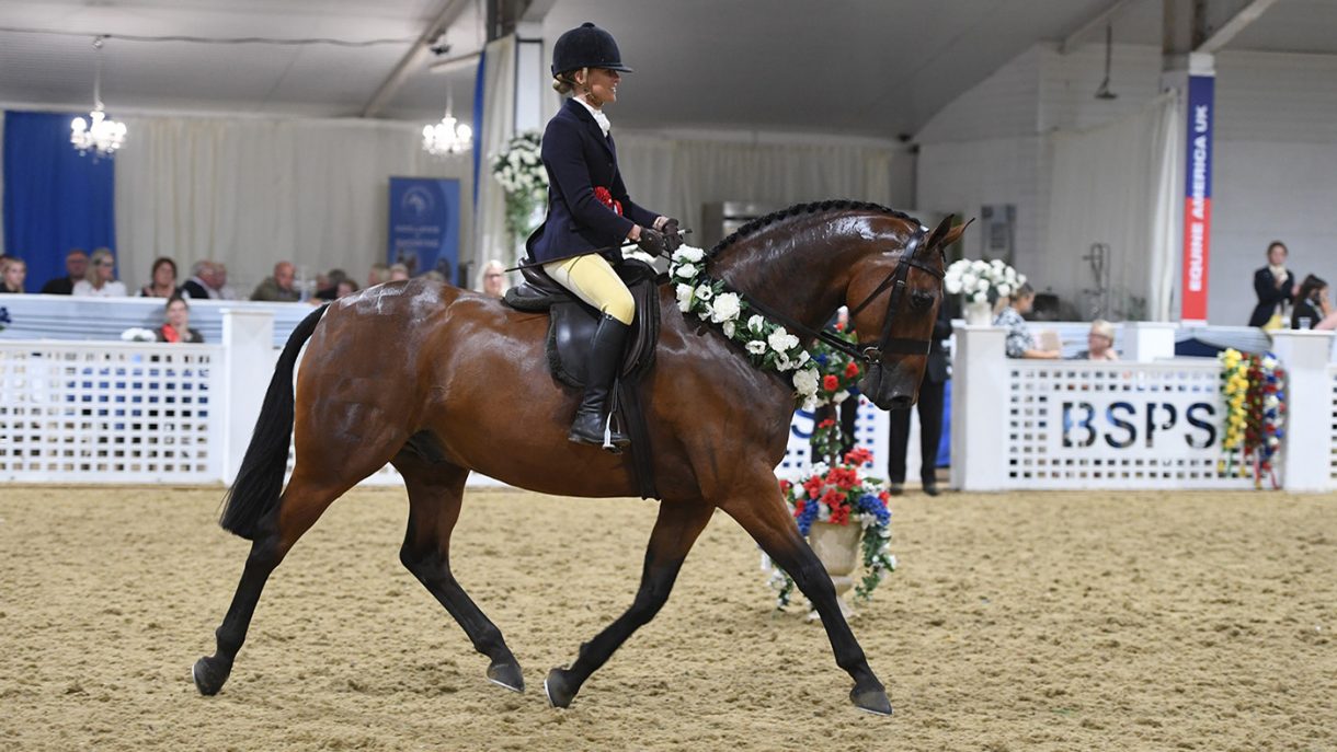 Tragic death of eventing star, an 18.3hh dressage horse and other