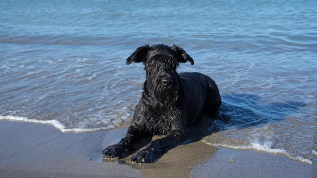 Black Schnauzer dog lying in the sea to cool off