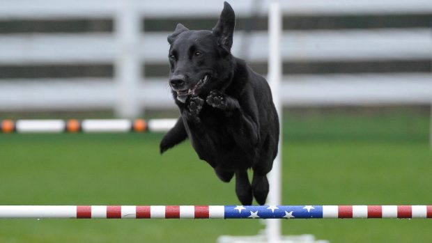 Black Labrador Retriever jumping over stars and stripes bars in an agility trial.