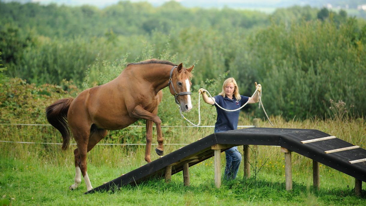 Leading a horse teaching your horse to lead politely Horse & Hound
