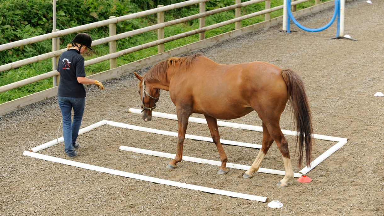 Horse agility find out what’s involved Horse & Hound