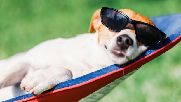 Dog sunbathing with shades on