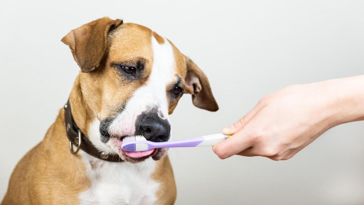 Best toothpastes for dogs to prevent tooth and gum disease