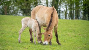 The Przewalski’s horse foal at Marwell zoo is doing well