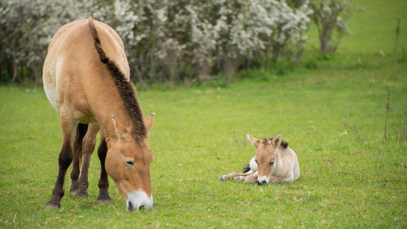 The Przewalski’s horse foal at Marwell zoo is doing well