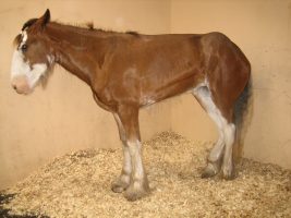 A horse pictured with equine grass sickness