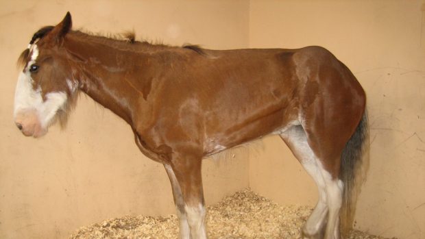 A horse pictured with equine grass sickness