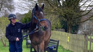 Police horse Urbane is recovering at the Horse Trust, following a dog attack in a London park in March.