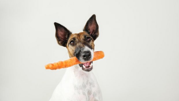 Fox terrier dog with natural carrot treat in mouth
