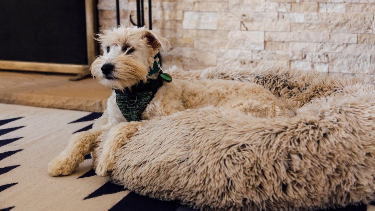 Best hot water bottles for dogs for pups, thin skins, the weak and elderly