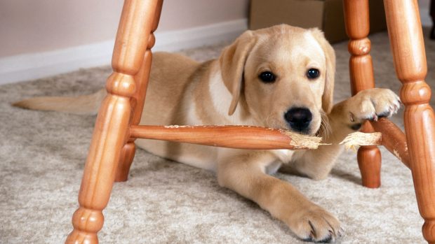 Dog chewing: best sprays to stop dogs chewing