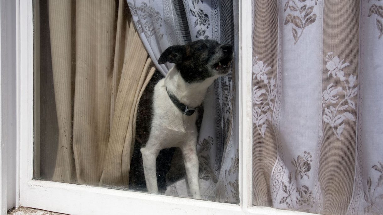 How to stop a dog pulling on the lead advice from an expert