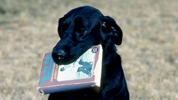 Black labrador holding dog training book