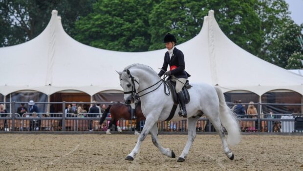 Royal Windsor M&M judge: Castle Kestrel, M&M champion at Royal Windsor Horse Show