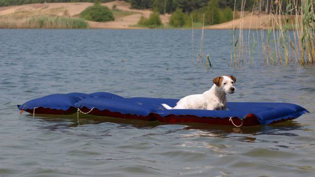 Dog on a lilo: best waterproof dog beds