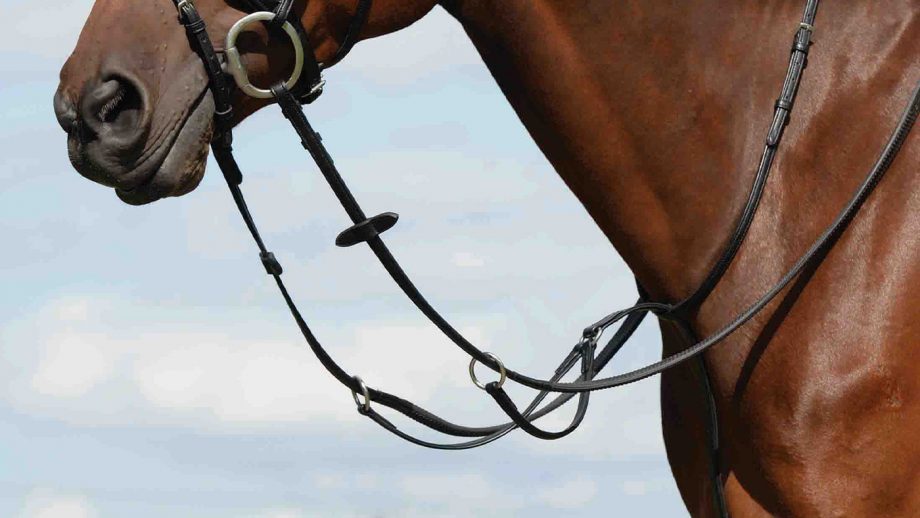 Best martingales for horses and how to fit them Horse & Hound