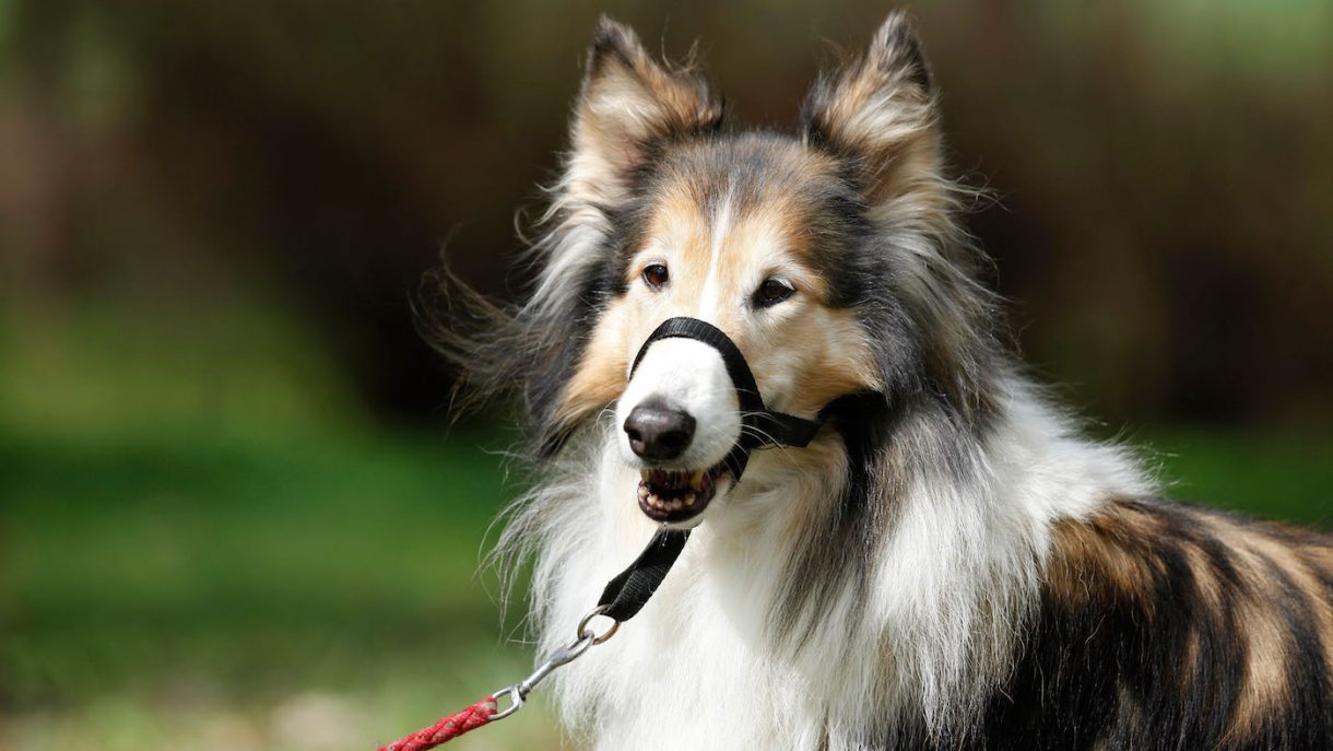 Best dog training collars antibark, antipull and general obedience