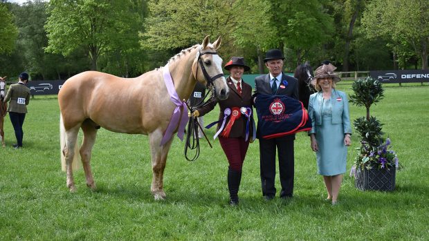 results from the 2023 Royal Windsor in-hand senior championship