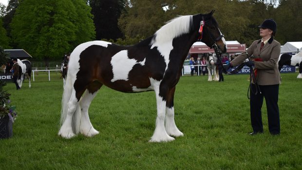 Clockhouse Painted Lady is Royal Windsor coloured in-hand champion