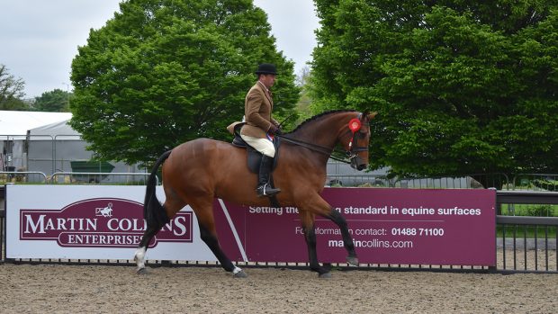 Royal Windsor novice hunter