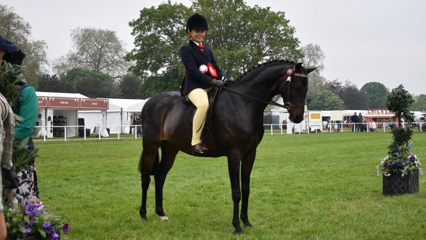 Royal Windsor novice show pony championship