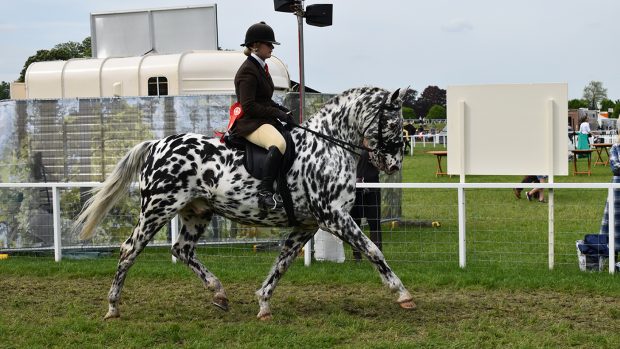 Royal Windsor Appaloosa ridden