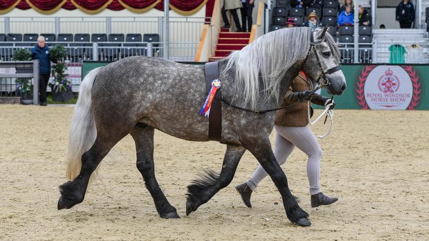 ROYAL WINDSOR M&M IN-HAND SUPREME