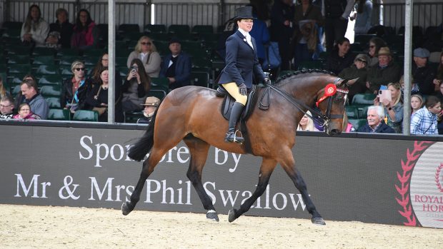 Royal Illusion, Royal Windsor riding horse champion