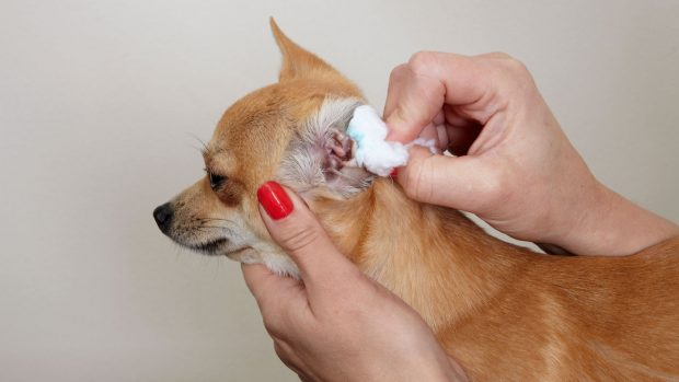 Chihuahua dog having ears cleaned