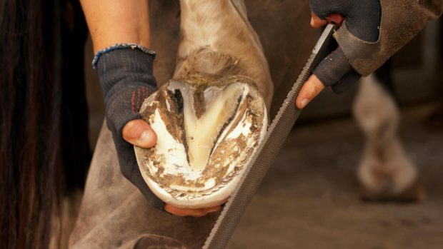 A farrier trimming a horse’s hoof