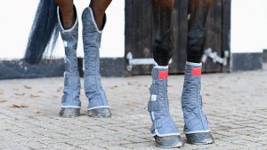 Horse wearing Equilibrium Products chaps that are in the current sale