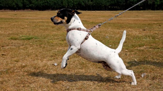 Small white dog: best dog harness for pulling