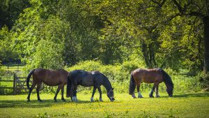 Horses can get atypical myopathy from eating sycamore seedlings