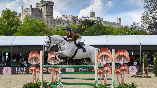 Royal Windsor working hunter