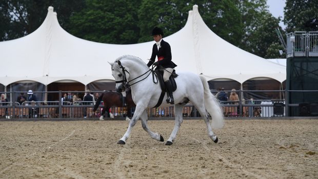 royal windsor m&m ridden champion, Castle Kestrel
