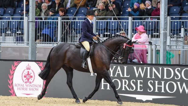 ROYAL WINDSOR HACK CHAMPIONSHIP