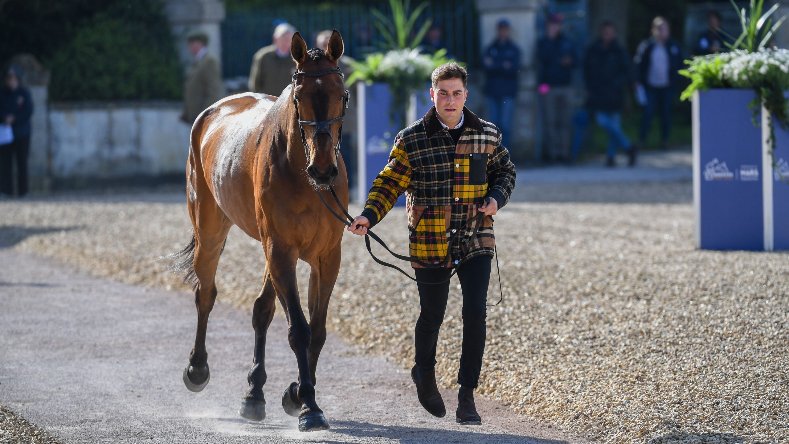 Badminton horse trials trot-up