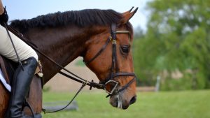 Horse in a flash bridle