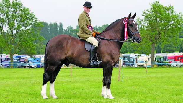 Heavyweight show cob Colebrooke died aged 23