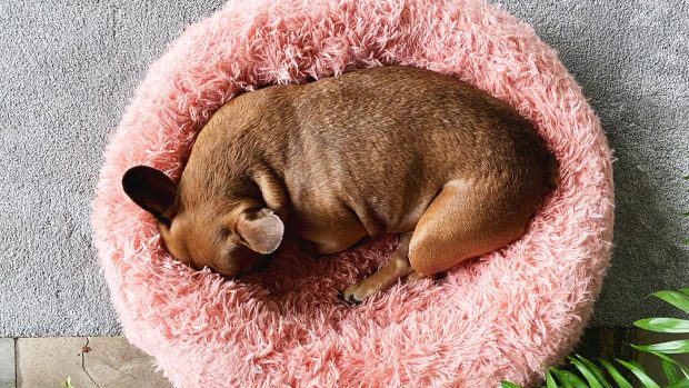 Dog curled up asleep in one of the best donut beds