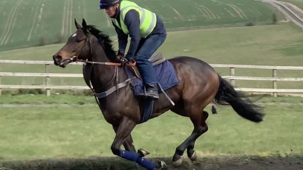Waqaas on the gallops during his racing career