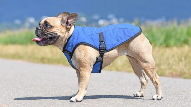 French bull dog wearing best cooling jacket