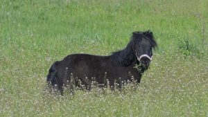 Pony in field wearing a headcollar