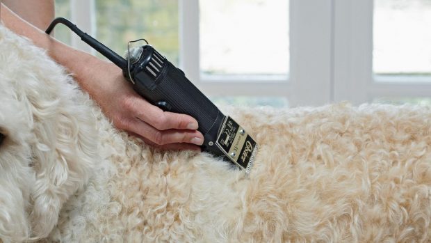 Clipping dogs at home requires the best clippers