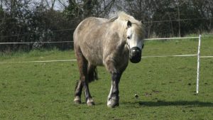 Pictured a pony wearing a grazing muzzle. Grazing muzzles can be used to prevent the risk of laminitis.