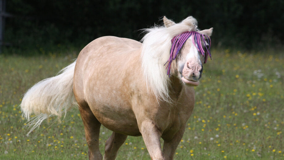 Palomino horse wearing purple fly fringe in field and walking towards camera